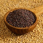 Mustard Seed2 (500x500)