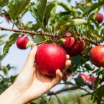 pickinganapple (640x427)